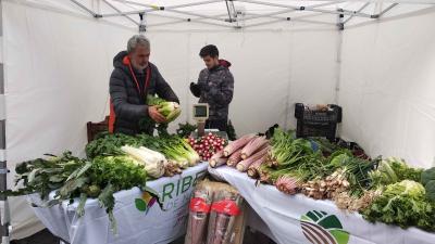 Workshops on the Corella-grown red cardoon